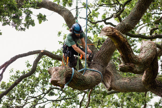 Grandy, NC Tree Care Company