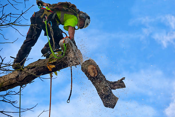 How Our Tree Care Process Works  in  Grandy, NC
